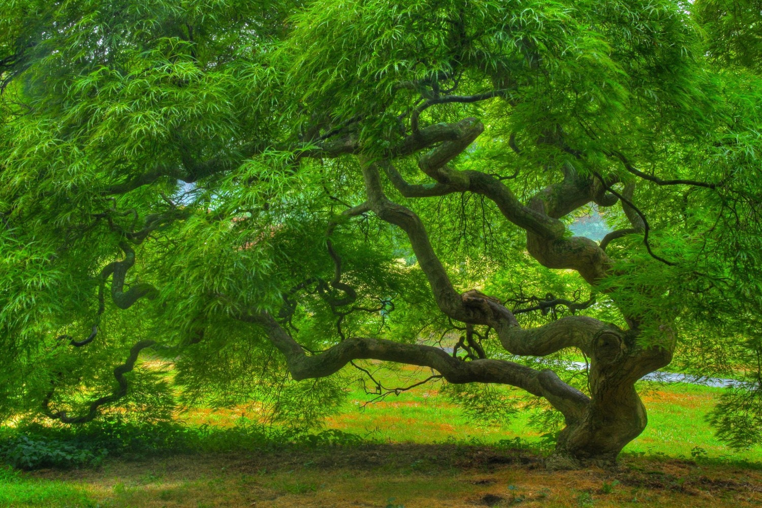 Nature Photography - Summer Tree - Landscape - Threadleaf Japanese Maple Tree - Green - Photograph Print - HDR Art - 6X9