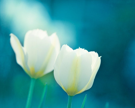 Flower Photography - large art prints - aqua white turquoise teal decor - flower photograph wall art floral - 16x20 Photograph, "Charisma"