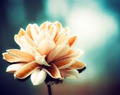 Teal Photography - fine art photo - orange dark turquoise aqua - wall art print - flower nature botanical - 16x24 Photograph, "Timeless"