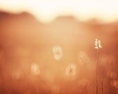 Nature Photography - rustic photography - brown orange wall art gold photo - fine rust botanical prints modern - 8x12 Photograph "Warmth"