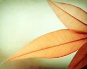 Nature Photography - orange green wall art - photography print - mint green botanical art fall autumn modern - 5x7 Photograph, "Grace"