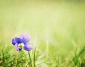 Nature Photography - green blue purple violet flower artwork botanical wall art print - 11x14, 8x10, 8x8 Photograph, "Lonely Survivor"