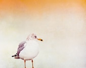 Bird Wall Art - seagull photography - nature fine art - orange tan beige decor neutral cream photo prints - 8x8 Photograph, "Contemplation"