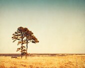 Nature Photography - tree print landscape photography mustard yellow wall art gold teal brown beige neutral - 8x10 Photograph, "By My Side"