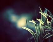 Nature Photography - dark print black green teal yellow navy wall art botanical fine art photo - 11x14, 8x12, 8x10 Photograph, "Dramatic"