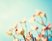 Flower Photography - dogwood blossoms spring floral aqua blue peach red pastel pale light white fine art photo - 8x10 Photograph, "Yearning"