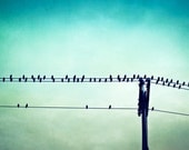 Bird on Wire Photography - teal aqua turquoise - modern wall art print - blue green black colorful photo - 8x12 Photograph, "Perched"