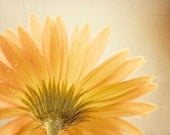 Flower Photography - daisy yellow gold art fine art photography beige floral decor nature wall art - 11x14, 8x10 Photograph, "Butterscotch"