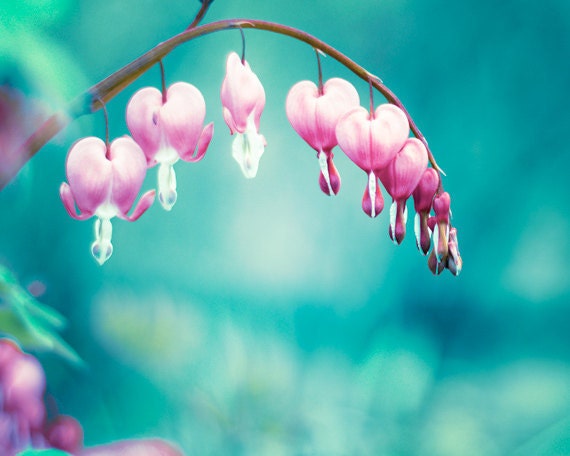Flower Photography - floral wall art bleeding hearts aqua spring print turquoise teal blue pink nature botanical fine art - 8x10 Photograph