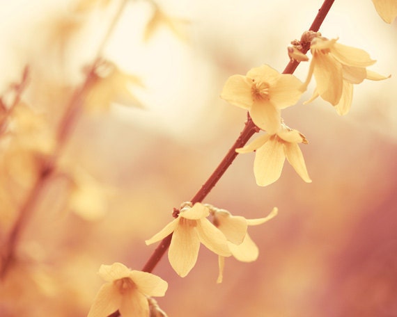 Large Floral Photography 16x20 - nature rust yellow rustic photograph gold coral cream salmon peach beige branches flower wall art branch