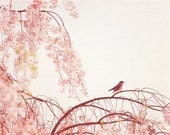 Nature Photography - birds tree pastel pink wall art pretty nursery art print light pale baby girl photo - 8x10 Photograph, "Little Dreamer"