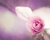Flower Photography - rose pink photo purple wall art floral print nature white purple - 8x10 Fine Art Photograph - "My Love for You"