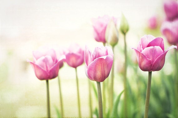 Flower Photography - spring tulips pink green white shabby chic wall art fine art flower photo decor - 8x12 Photograph, "To Walk in Beauty"