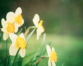 Spring Photography - flower floral green yellow decor daffodils botanical wall art prints - nature photo - 8x12 Photograph, "Daffodil Days"