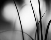 Black and White Photography - monochromatic modern gray abstract photography grey nature monochrome wall art - 8x10 Photograph