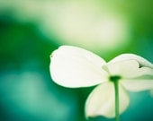 Flower Photography - spring green aqua blue teal turquoise white color fine art photography floral wall prints - 8x8 Photograph, "Beneath"