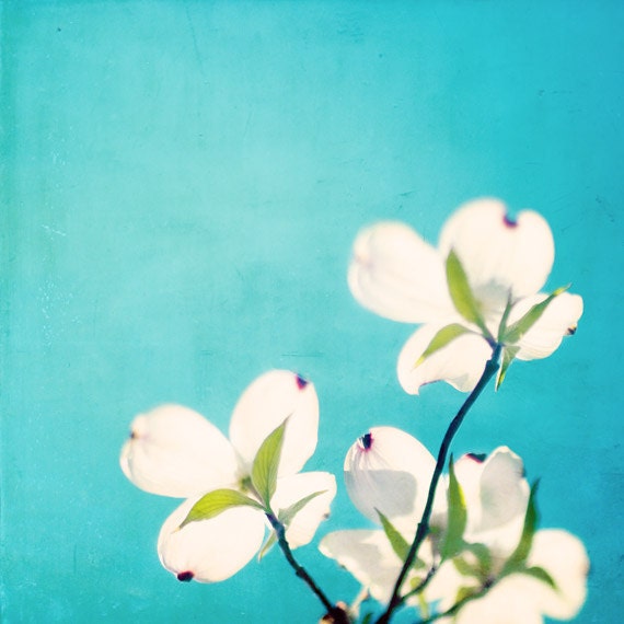 Blue Wall Art - aqua photography print spring dogwood flower white teal turquoise decor floral photo - 8x8 Photograph, "A Life So Colorful"