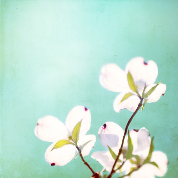 Flower Photography - mint green decor teal turquoise white dogwood floral wall art photo prints - 8x8 Photograph, "Love Once Blossomed"