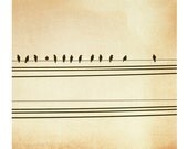 Fine Art Photography - birds on wire beige nursery art prints modern photo neutral tan bird wall art - 5x5 Photograph, "Song of the Sky"