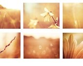 Gold Print Photo Set - Six Photographs 11x14, 8x10, 5x7 - autumn fall art orange photography brown - nature print set golden flower wall art