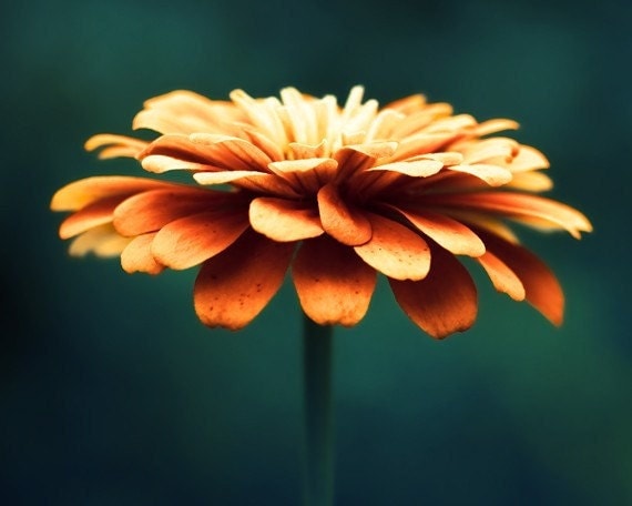 Flower Photography - orange wall art - teal turquoise navy spring autumn art prints floral decor fine art - 8x10 Photograph, "Spellbinding"