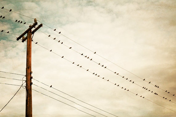 Fine Art Photography - birds on wire print beige cream light brown photo telephone pole wall art - 8x12 Photograph, "Enjoying the Moment"