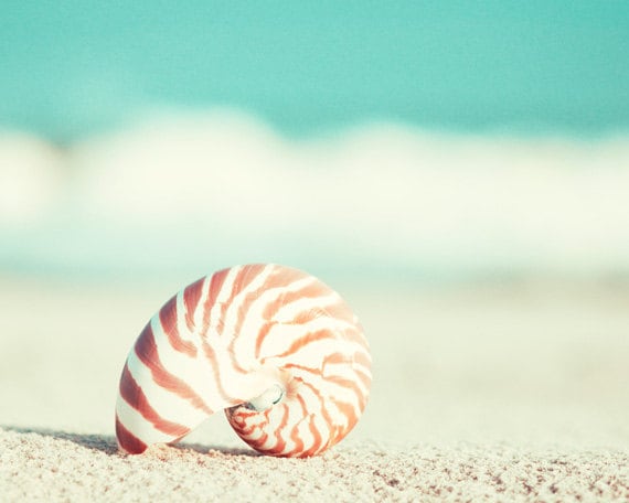 Beach Photography - nautilus shell seashell home decor seashore wall art shore cottage aqua teal turquoise - 8x10 Photograph, "Nautilus"