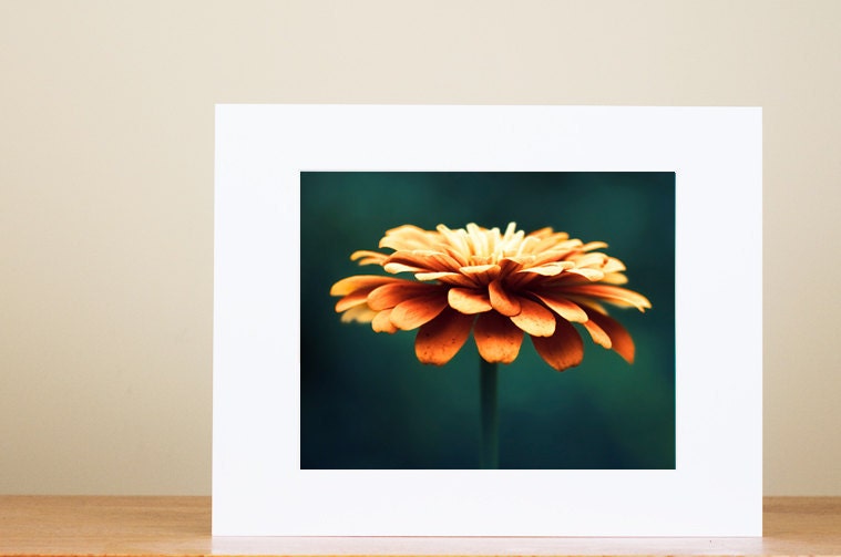 Matted PRINT SALE - 40% OFF - flower photography orange teal - clearance art print - floral nature photography - Ready for 11x14 frame