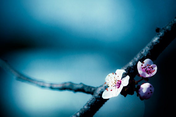 Flower Photography - blue wall art - fine art photography - white floral photo - nature botanical print - 8x12 Photograph, "Hiding Place"