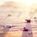 Beach Photography - seashell print sea shell photo cream neutral peach pale pink shore decor wall art - 11x14, 8x10 Photograph, "Bliss"