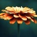 Flower Photography - orange wall art - teal turquoise navy spring autumn art prints floral decor fine art - 8x10 Photograph, "Spellbinding"