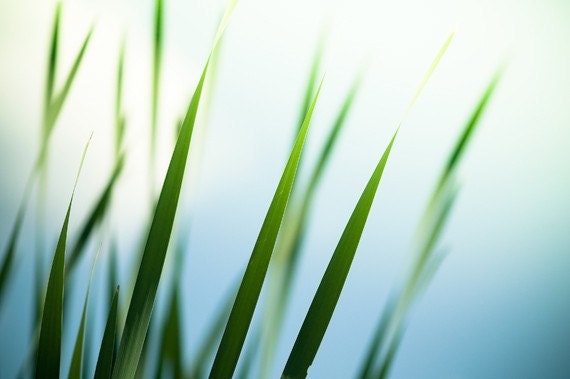 Fine Art Photography - blue green grass white abstract nature print modern wall art artwork photo - 11x14, 8x12, 8x10 Photograph, "Reaching"