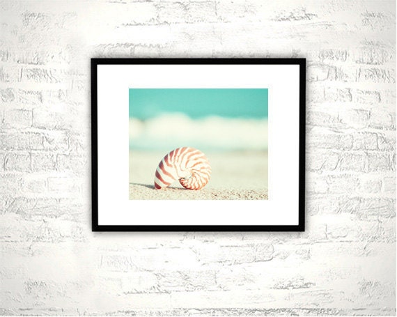 Beach Photography - nautilus shell seashell home decor seashore wall art shore cottage aqua teal turquoise - 8x10 Photograph, "Nautilus"