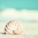 Beach Photography - nautilus shell seashell home decor seashore wall art shore cottage aqua teal turquoise - 8x10 Photograph, "Nautilus"