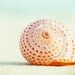 Beach Photography Set - Four 5x7 Photographs - ocean seashell photo prints - mint green turquoise cream pastel beige - seashore wall art