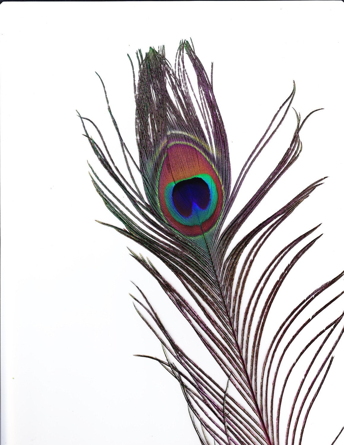 peacock Feathers