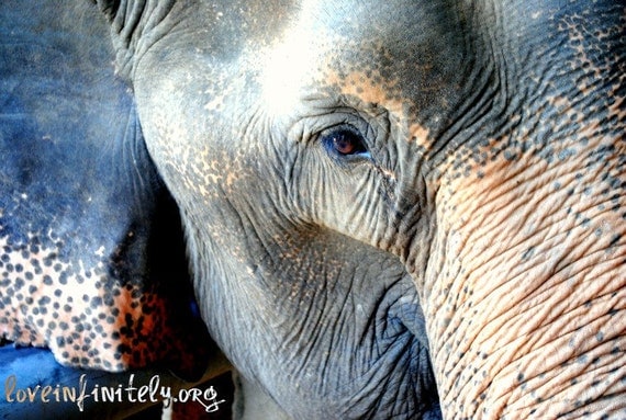 Elephant Eye 8X10 Fine Art Print
