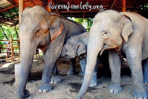 Elephant Family 8X10 Fine Art Print