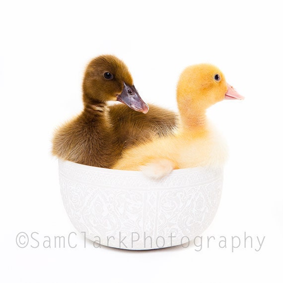 NURSERY WALL ART Ducks - Nursery Photography, Animal Photography, Childrens room art, Baby Shower gift, pet photography, yellow, brown - samclarkphotography