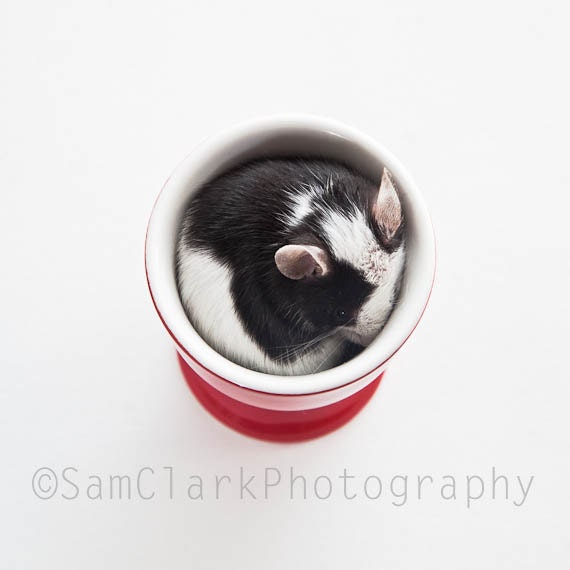 Egg Cup Baby Mouse - Cute Nursery Art, Mouse Photography, Baby Mouse in Red Egg Cup, Pet photography, animal print
