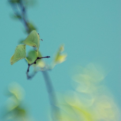 Dreamy tree photography- teal, leaves, blue green, sky, surreal, bokeh, fine art photograph, nursery decor, 5X5 print