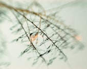 Tree branches winter photograph- pastel, blue, aqua, white, dreamy, surreal, sky, abstract, home decor, fine art photograph ,8x10 print - dullbluelight