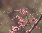 Woodland spring photography-  flowers, tree branches, pink, brown, bokeh, floral decor, floral print, fine art photography, 8x10 photograph