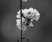 Black and White Photograph- floral print, botanical, dreamy, feminine, floral decor, fine art photograph 8x12 print