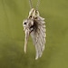 Angel Wing and Bird Skull Necklace Bronze Hummingbird and Wing Pendant on 24" Antique Bronze Chain