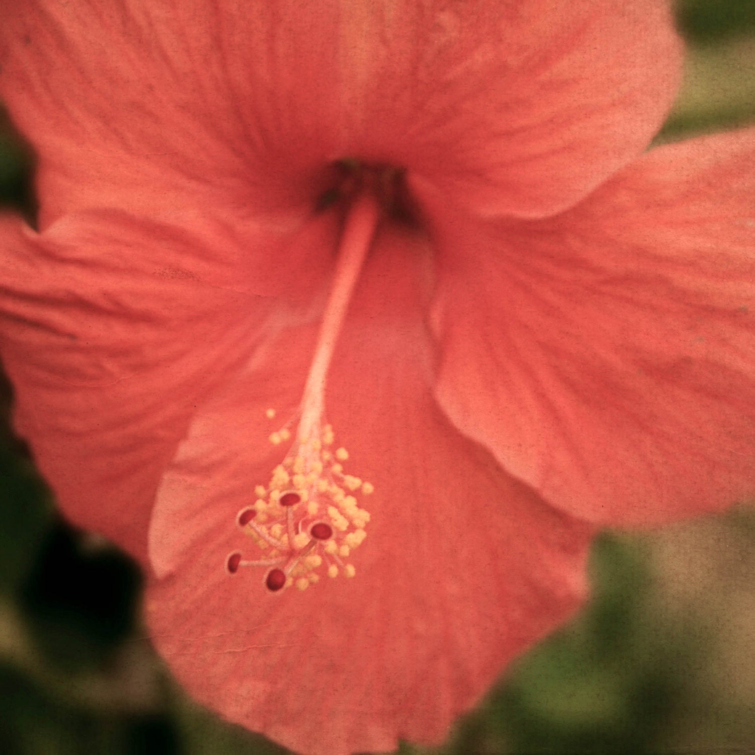 Red Blossom - Fine Art Photography - In Stock - 8x8