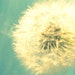 50% OFF SALE on In Stock Prints - Make a Wish - Dandelion, Whimsical, Wall Art, Home Decor - Fine Art Photography - 5x7