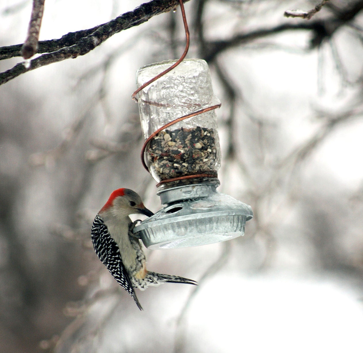 Upcycled Rustic Country Mason Jar Bird Feeder With Copper Hanger