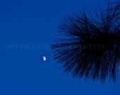 Tree Of Tranquility