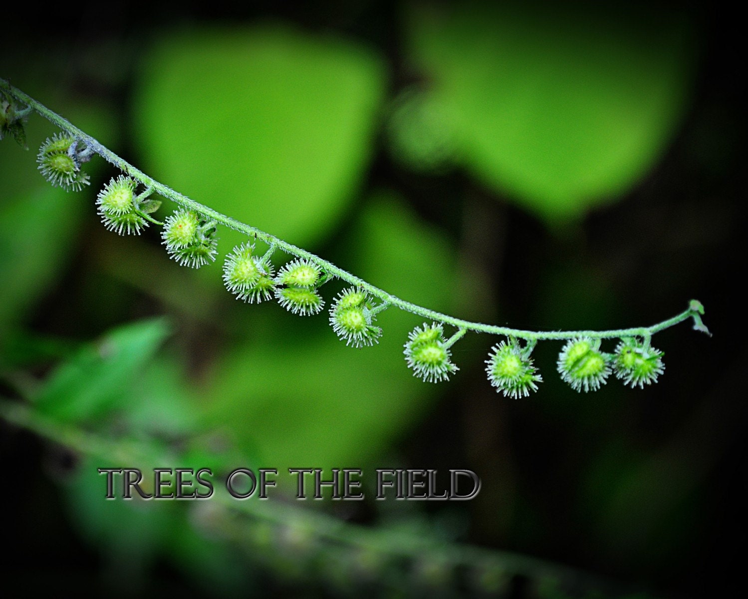 Green Burrs Photograph (8x10) - TreesoftheField